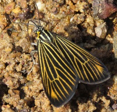Erbessa cingulina