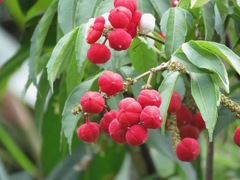 Paullinia
