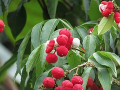 Paullinia