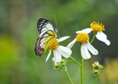 Delias hyparete luzonensis