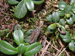 Oxymirus cursor