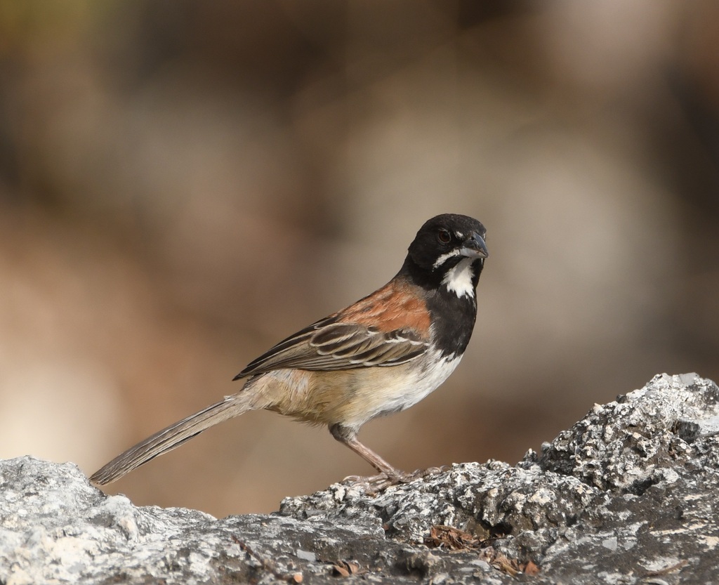 Black-chested Sparrow
