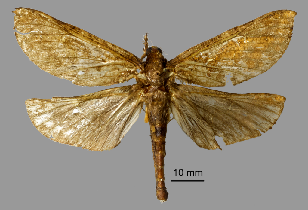 Endoclita headsi