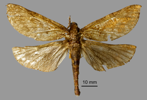 Endoclita headsi · NaturaLista Mexico