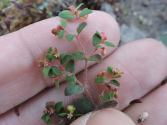 Euphorbia villifera