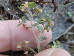 Euphorbia villifera