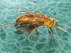 Polistes wattii