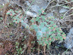 Euphorbia villifera