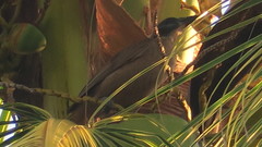 Philemon buceroides