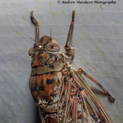 Megapomponia imperatoria