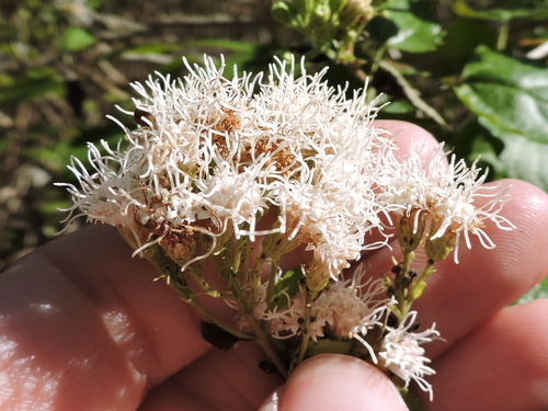 Ageratina havanensis