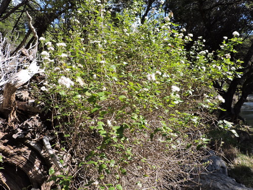 Ageratina havanensis