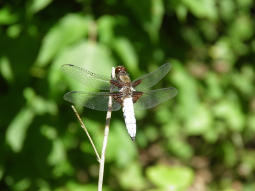 Plokščioji Skėtė