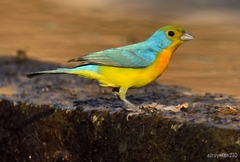 Orange-Breasted Bunting photo 4