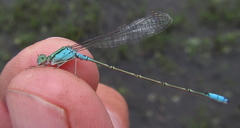 Pseudagrion coeleste