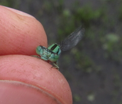 Pseudagrion coeleste