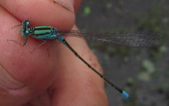 Pseudagrion coeleste