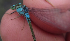 Pseudagrion coeleste