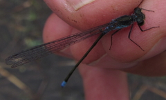Pseudagrion deningi