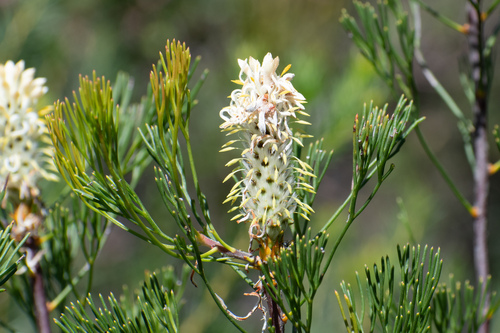 Petrophile pulchella (Schrad. & J.C.Wendl.) R.Br.