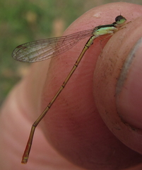 Agriocnemis exilis