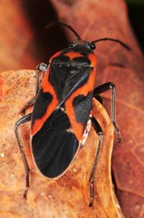 Lygaeus kalmii angustomarginatus
