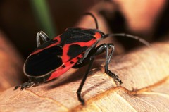 Lygaeus kalmii angustomarginatus