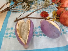 Akebia