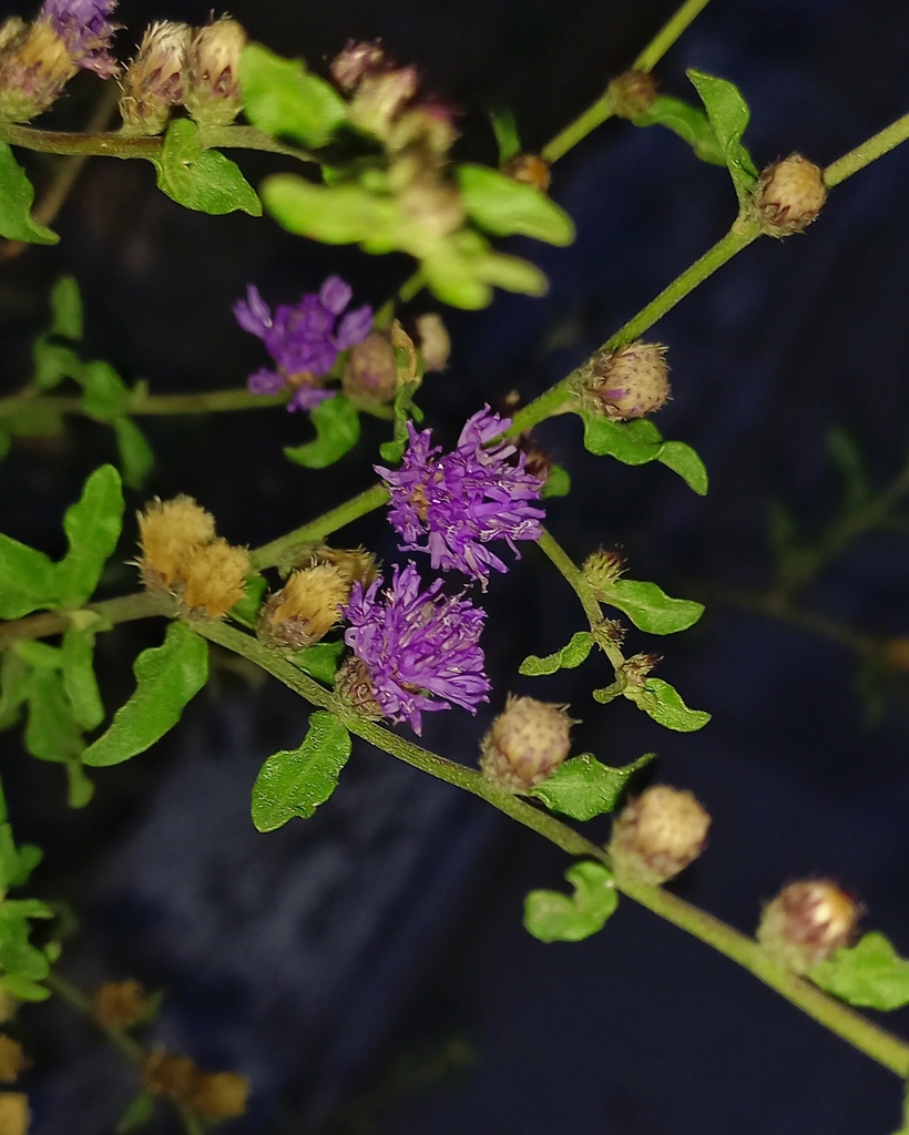 Lepidaploa chalybaea