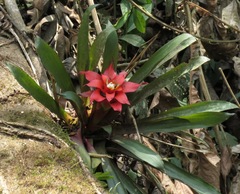 Guzmania lingulata