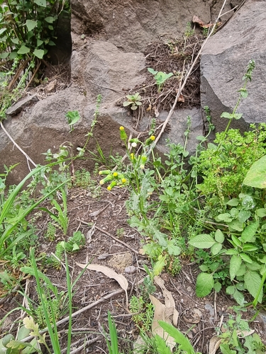 Senecio vulgaris image