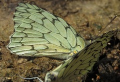 Hesperocharis marchalii