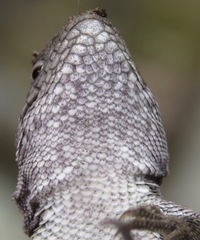 Liolaemus signifer