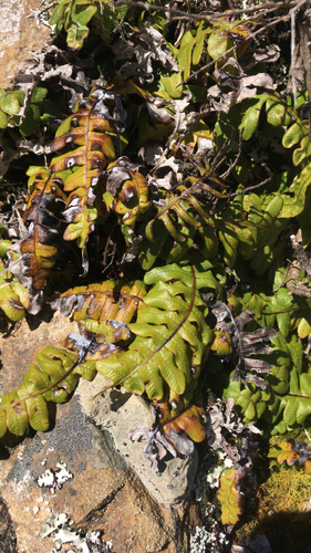Cranfillia vulcanica observed 2023-04-04
