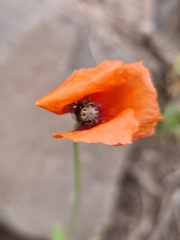 Papaver rhoeas image