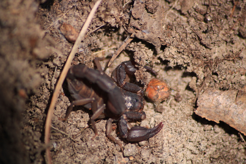 Thorellius cristimanus