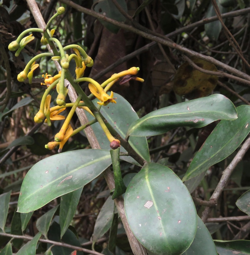 Souroubea stichadenia