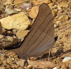 Marpesia livius