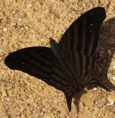 Marpesia livius