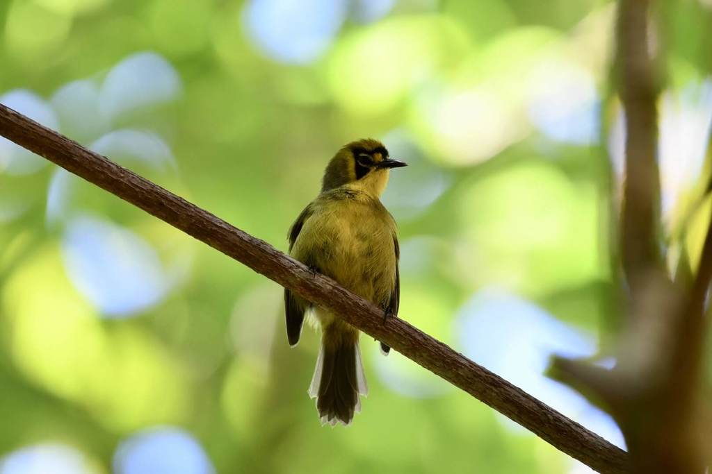 Bonin White-Eye