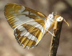 Mestra hersilia