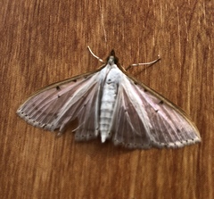 Palpita nigropunctalis