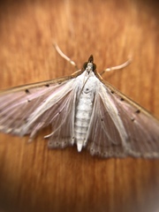 Palpita nigropunctalis