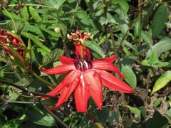 Passiflora miniata