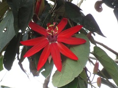 Passiflora miniata