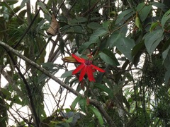 Passiflora miniata