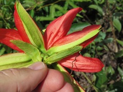 Passiflora miniata