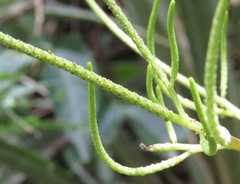 Peperomia vestita