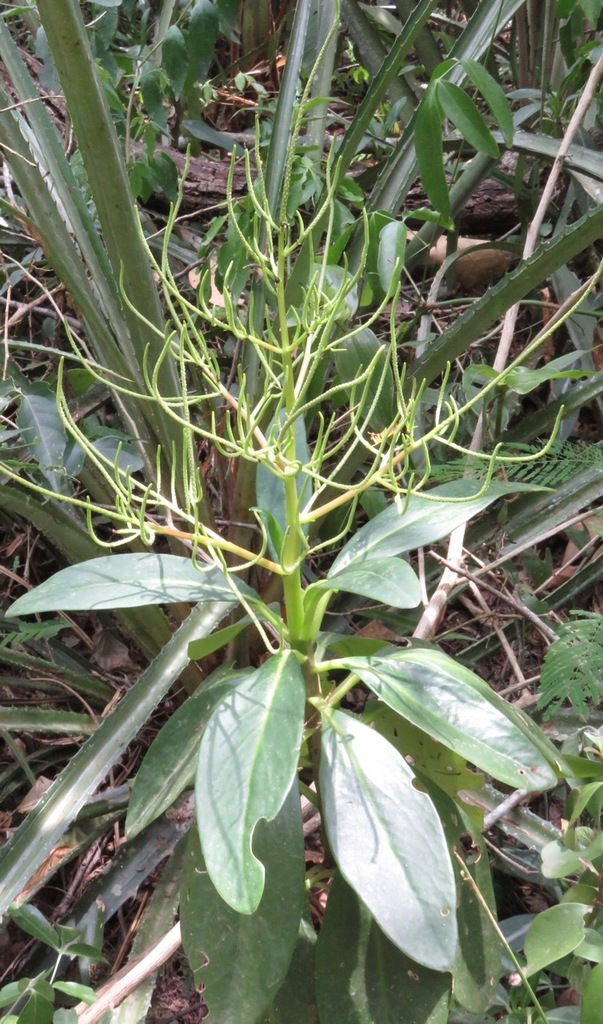 Peperomia vestita