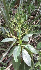 Peperomia vestita